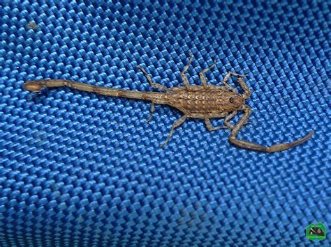 brown scorpion philippines|Details .